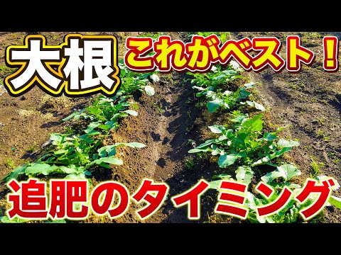 ガーデンベッドの多様性