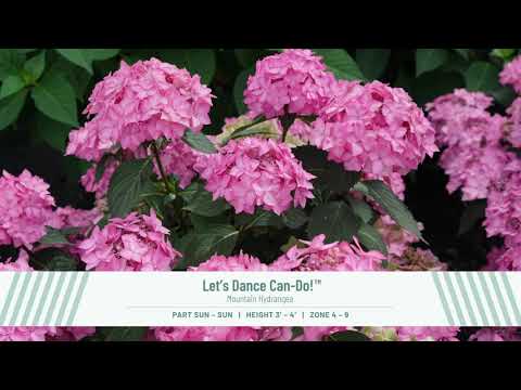 3 Hydrangea Paniculatas to Stock Up for Spring