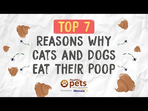 Top 7 Reasons Why Cats and Dogs Eat Their Poop