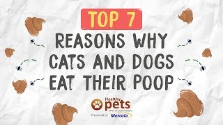 Top 7 Reasons Why Cats and Dogs Eat Their Poop
