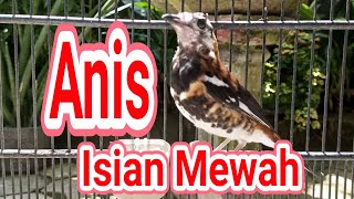 Download lagu Pancingan Anis Macan Ngeriwik Buka paruh Langsung Ngeplong mp3 Download lagu Pancingan Anis Macan Ngeriwik Buka paruh Langsung Ngeplong mp3