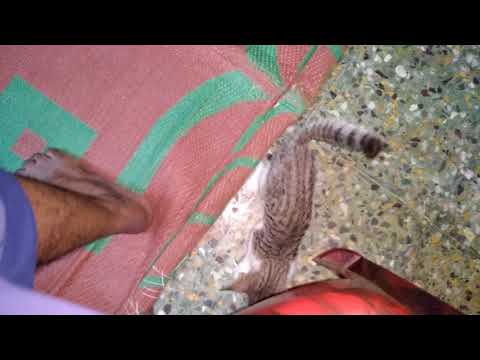 cat playing foot ball @srinivas