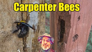 How to Control Carpenter Bees