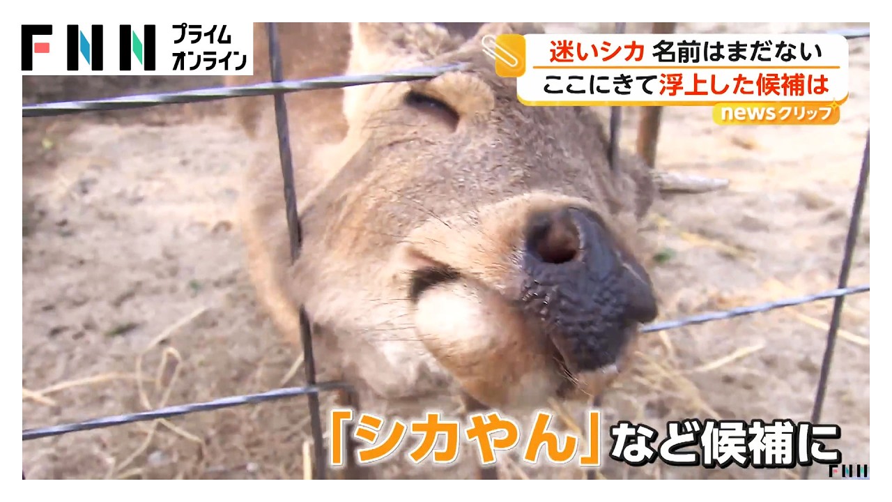 “迷いシカ”能勢温泉でノビノビ　愛称は「シカやん」に？（2026年03月30日）