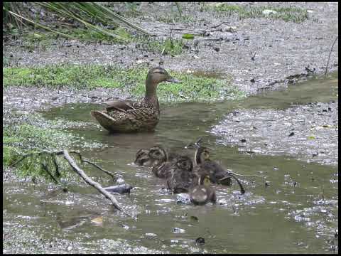Ridväg Gerrebacka - Kärra i Göteborg 2013
