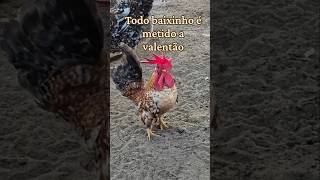 Carlitin solto no quintal