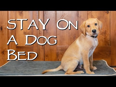 Labrador Retriever Teach Your Dog to Stay on a Dog Bed - Gun Dog Training