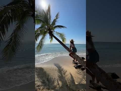 Can you walk on palm trees? I usually fall 🌴 #hawaii #beach #palmtrees