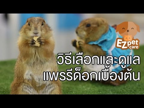 ผลสุดท้ายโรคสะเก็ดเงิน วิตามิน d3 โรคสะเก็ดเงิน