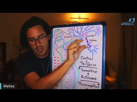 Day 300 NERVOUS SYSTEM Talk - Matias De Stefano - English Edit