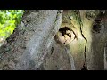 Carpenter Ants Nest in an Old Tree in Eatontown, NJ