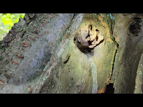 Carpenter Ants Nest in an Old Tree in Eatontown, NJ