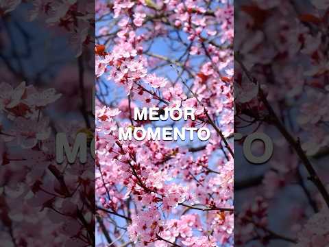 Festival del Cerezo "Sakura" en La Paz, Paraguay! 🌸🇵🇾 #paraguay #comidajaponesa #sakura #itapua