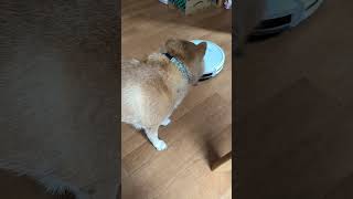 ロボット掃除機の逆襲！戦うてんさん　京の柴犬
