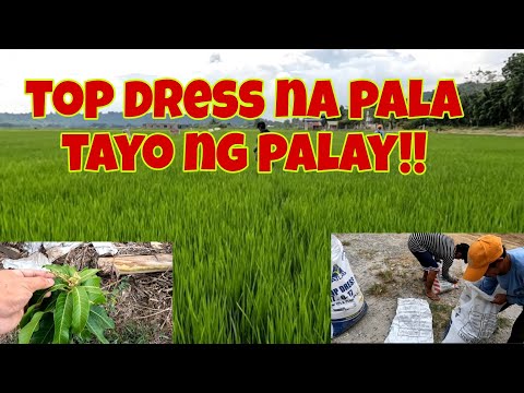 Last abono na pala ng palay | May bulaklak na ang namdocmai na manga..