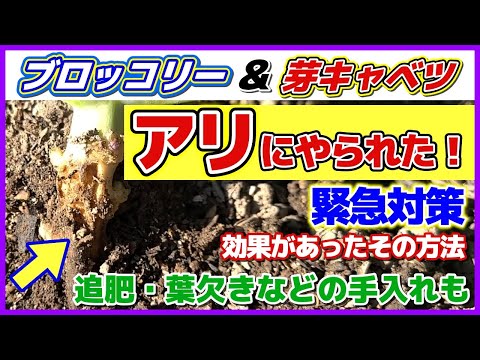 アリを苗木から遠ざけるにはどうすればよいですか？彼らが自然に撃退するための、彼らが最も嫌がる5つの製品をご紹介します。  庭園