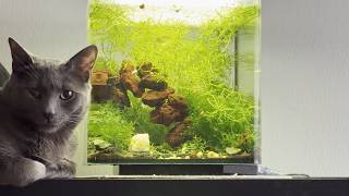 Aquarium Zen Sequence #pawsome #aquarium #zen