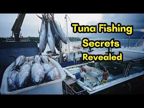 Tuna Fishing Secrets Revealed : Amazing Skill and Giant Bluefin Tuna Catch on Modern Big Boat