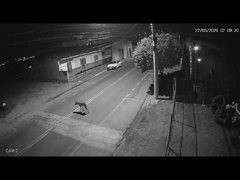 Lobo-guará é flagrado caminhando por ruas de Potirendaba (SP) durante a madrugada