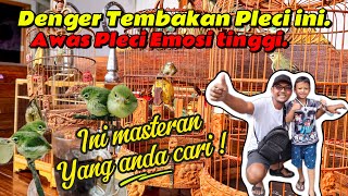 Download lagu Masteran PLECI BARBARA(Masteran Pleci terbaik 2026)Suara bersih sangat cocok buat Masteran. mp3