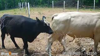 Trail Cam Tuesday - Cows in the Chestnut Orchard