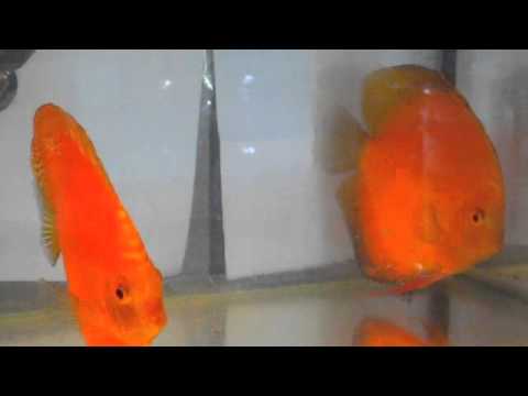 Red Melon Discus Fish Breeding Pair In Aquarium