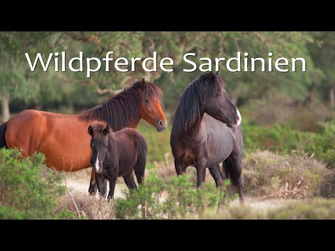 DIE WILDPFERDE VON SARDINIEN 🐎 Tierfilm | Dokumentation | Pferdefilm
