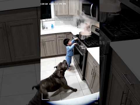 Heroic Dogs Saving Babies Part 2! (The Finale) 🐕🚨 #dog #shorts #viral