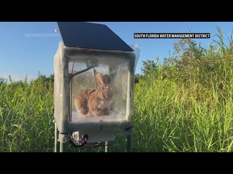 Robot rabbits the latest tool in Florida battle to control invasive Burmese pythons in Everglades