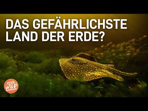 GEFAHR im AMAZONAS: Gift, Tarnung & Überleben