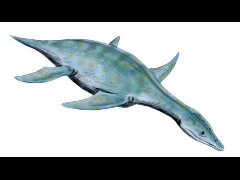 Tribute to Leptocleidus