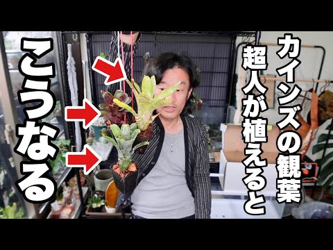 ベルガスター 植物