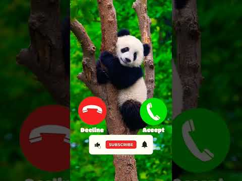 Baby panda🐼 sound ringtone notification ringtone sms ringtone trending ringtone #panda_ringtone