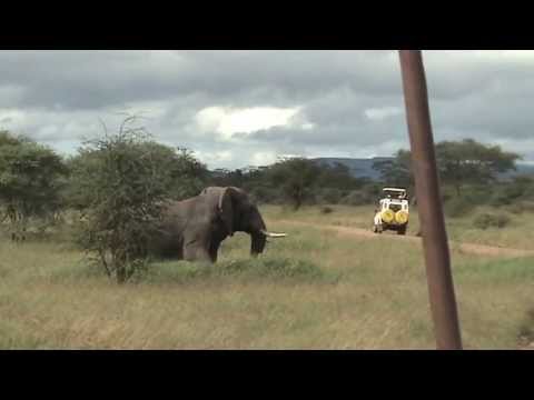Serengeti 2013 - Elephant Charge