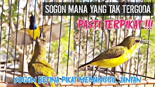 Download lagu SOGON BETINA MEMANGGIL JANTAN ‼ PANCINGAN SOGON AGAR CEPAT BUNYI DAN NAIK BIRAHI mp3 Download lagu SOGON BETINA MEMANGGIL JANTAN ‼ PANCINGAN SOGON AGAR CEPAT BUNYI DAN NAIK BIRAHI mp3