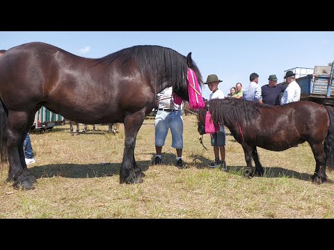 The mares of Nicu Ilisescu The Nephew from Mălin - Suceava 2022