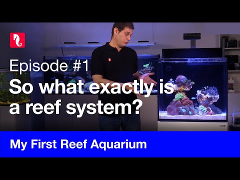 My First Reef Aquarium, episode 1 - What exactly is a reef system?