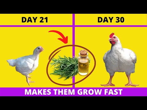 , title : 'This PLANT Makes BROILERS GROW FAST and Become Super Heavy - BROILER GROWTH PROMOTER'