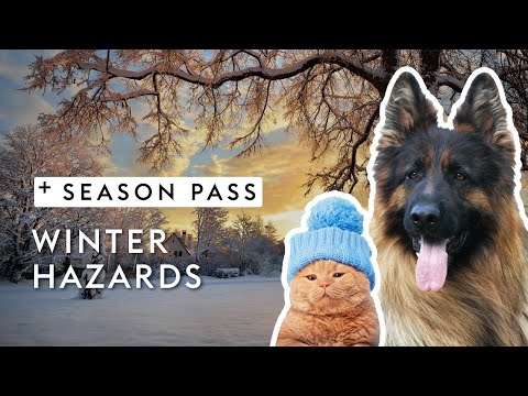 Winter Hazards for Pets | Dr. Kirsten's Season Pass