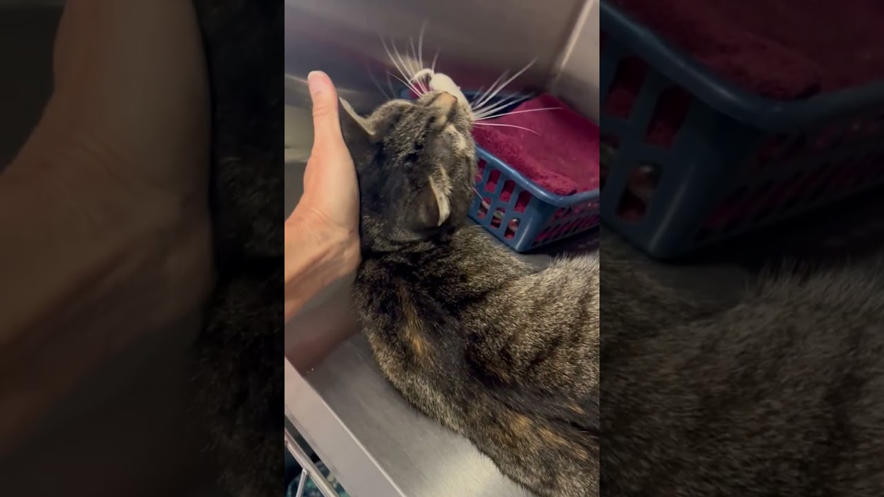 Enlarge Daisy, an adopted mixed breed in Mayfield, NY video 1/6