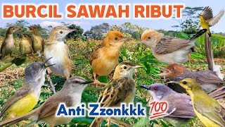 Download lagu Mp3 Suara Pikat Burung Kecil Sawah Ribut Ampuh ‼️ Untuk Area Pesawahan dan sekitarnya mp3 Download lagu Mp3 Suara Pikat Burung Kecil Sawah Ribut Ampuh ‼️ Untuk Area Pesawahan dan sekitarnya mp3