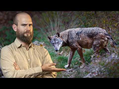 Do you really know the Wolf?