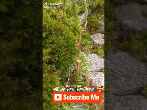 Art by pavithran 🥰🥰