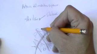 ANATOMIA 2.0: ARTERIAS DE MIEMBRO SUPERIOR 1/2