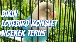 Download lagu CARA BIKIN LOVEBIRD KONSLET RAJIN NGEKEK mp3
