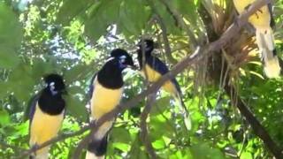 l'espérance folle.wmv