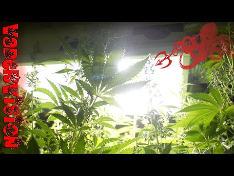 Flower Engage for Vader OG Kush selection round for breeding!