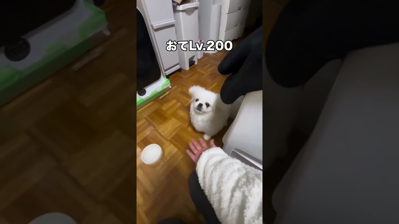 お手レベル100イッヌ
