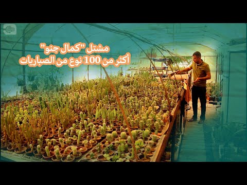 مشتل 