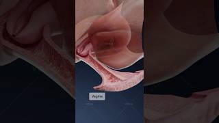 Download lagu What is herpetic vaginitis and how does it affect the vagina? Explore gynecology in 3D with VOKA mp3 Download lagu What is herpetic vaginitis and how does it affect the vagina? Explore gynecology in 3D with VOKA mp3